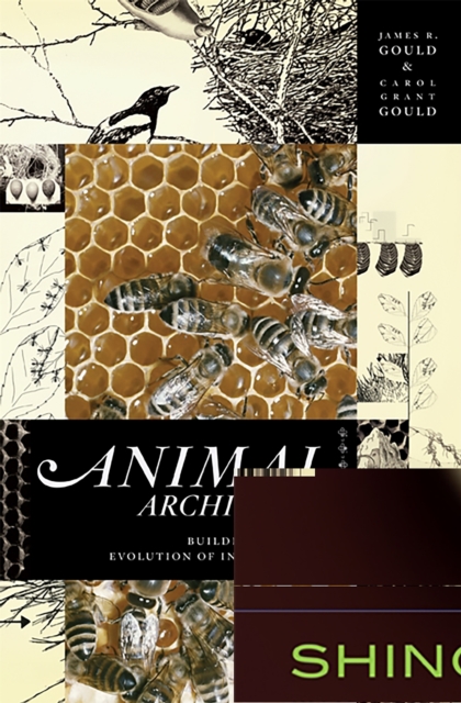 Animal Architects : Building and the Evolution of Intelligence, Paperback / softback Book