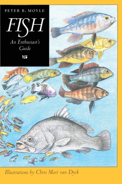 Fish : An Enthusiast's Guide, Paperback / softback Book