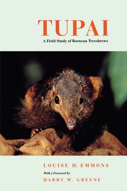 Tupai : A Field Study of Bornean Treeshrews, Paperback / softback Book