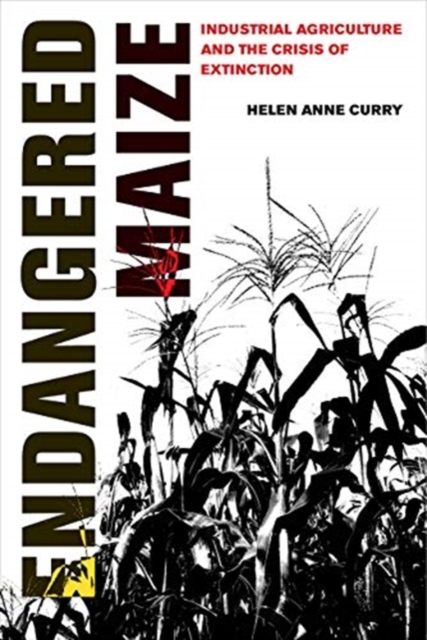 Endangered Maize : Industrial Agriculture and the Crisis of Extinction, Paperback / softback Book