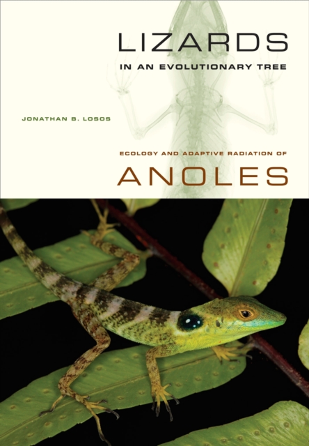 Lizards in an Evolutionary Tree : Ecology and Adaptive Radiation of Anoles, PDF eBook