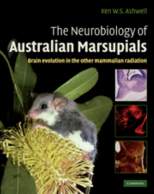 The Neurobiology of Australian Marsupials : Brain Evolution in the Other Mammalian Radiation, Hardback Book