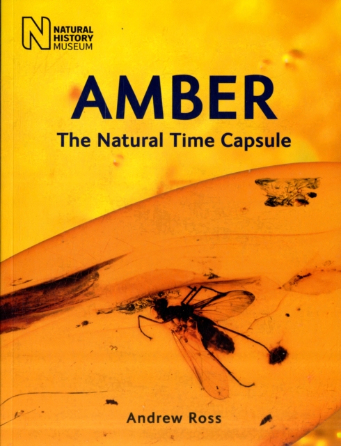 Amber : The Natural Time Capsule, Paperback / softback Book