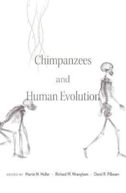 Chimpanzees and Human Evolution, Hardback Book