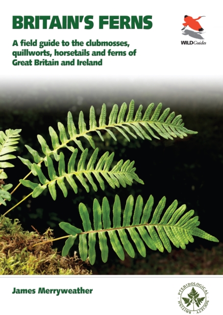 Ferns : Clubmosses, Quillworts and Horsetails of Britain and Ireland, PDF eBook