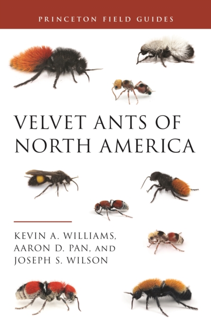 Velvet Ants of North America, Paperback / softback Book