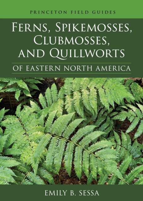 Ferns, Spikemosses, Clubmosses, and Quillworts of Eastern North America, Paperback / softback Book