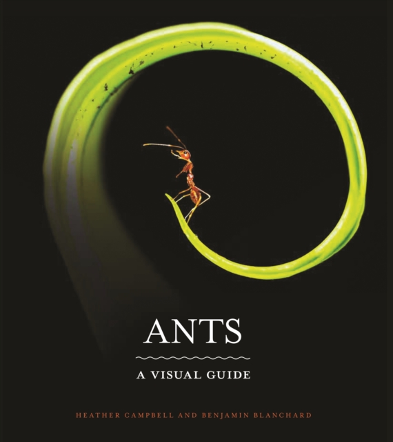 Ants : A Visual Guide, Hardback Book