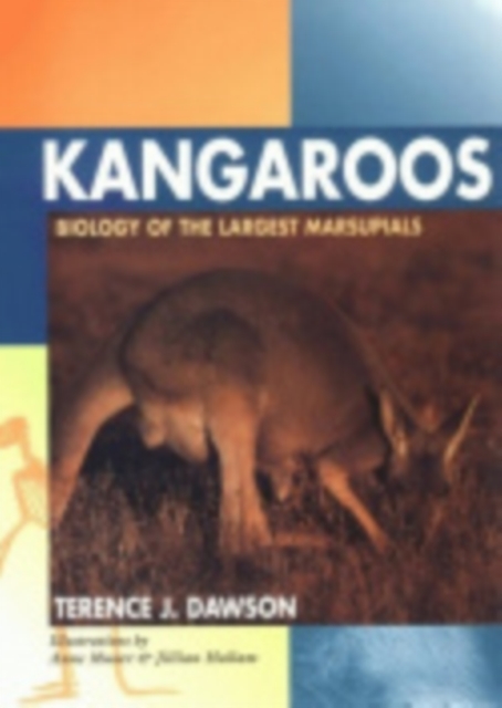 Kangaroos : Biology of the Largest Marsupials, Paperback / softback Book