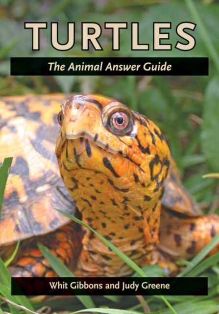Turtles : The Animal Answer Guide, Paperback / softback Book