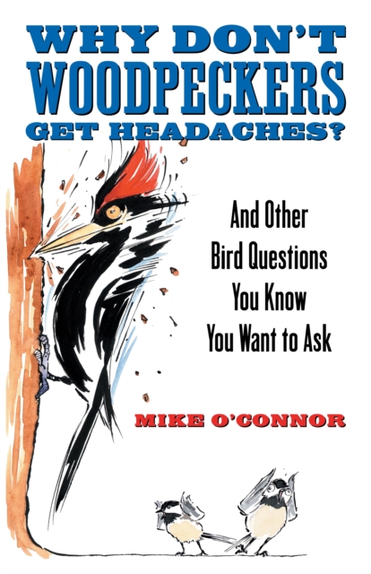 Why Don't Woodpeckers Get Headaches? : And Other Bird Questions You Know You Want to Ask, Paperback / softback Book