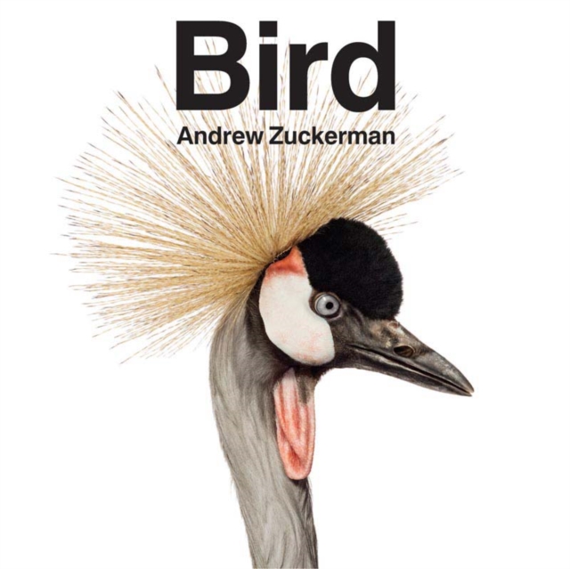 Bird, Hardback Book