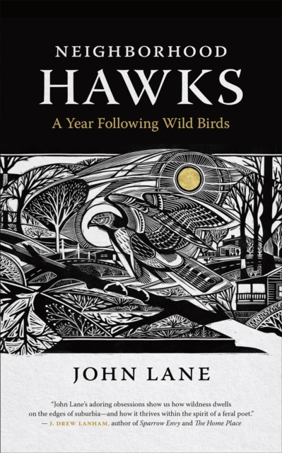 Neighborhood Hawks : A Year Following Wild Birds, Paperback / softback Book