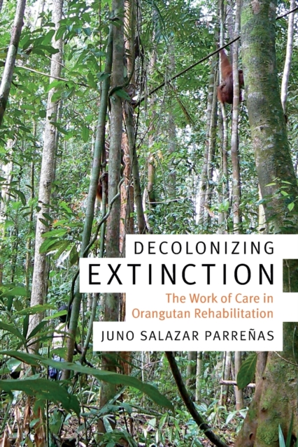Decolonizing Extinction : The Work of Care in Orangutan Rehabilitation, Paperback / softback Book