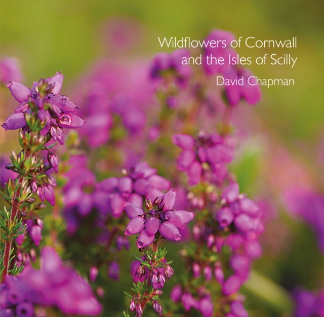 Wildflowers of Cornwall and the Isles of Scilly, Paperback / softback Book