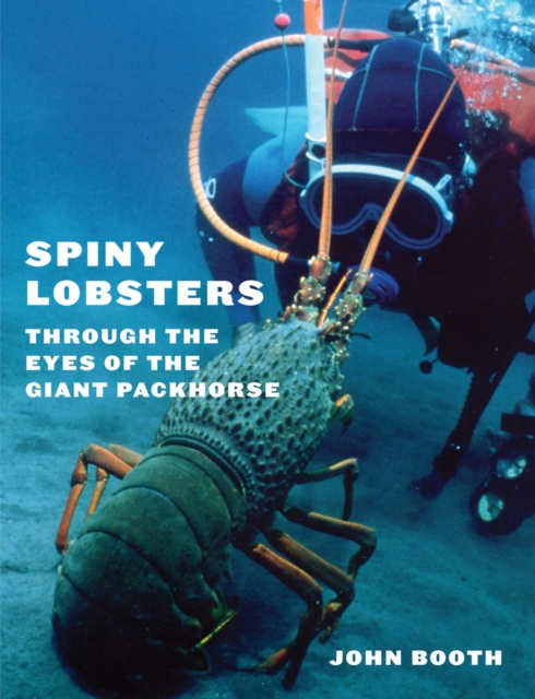 Spiny Lobsters : Through the Eyes of the Giant Packhorse, Paperback / softback Book