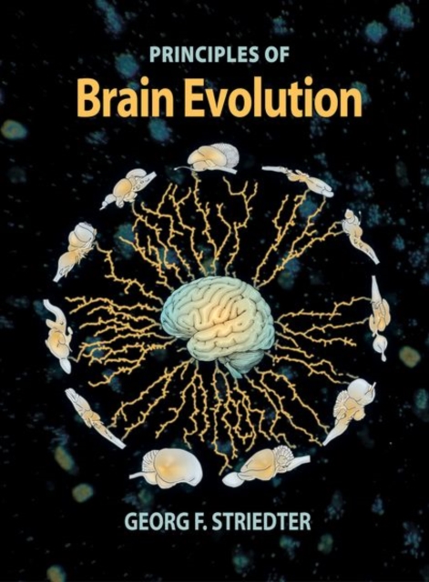 Brain Evolution, Hardback Book