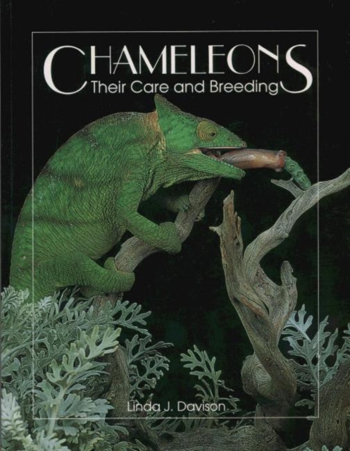 Chameleons : Their Care and Breeding, Paperback / softback Book
