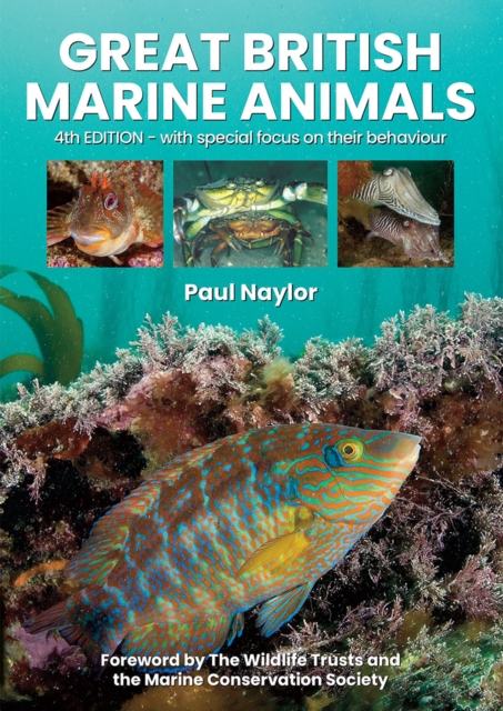 Great British Marine Animals, Paperback / softback Book