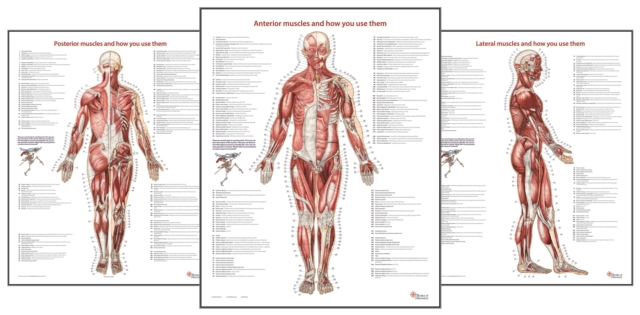 Trail Guide to the Body's Muscles of the Human Body Posters: Set of 3, Poster Book