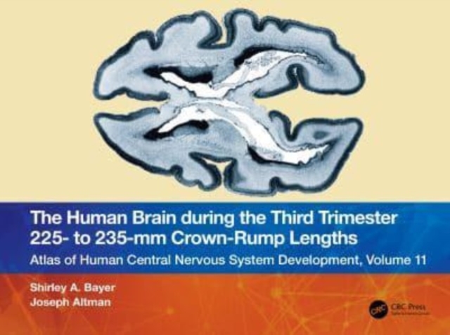 The Human Brain during the Third Trimester 225– to 235–mm Crown-Rump Lengths : Atlas of Central Nervous System Development, Volume 11, Paperback / softback Book