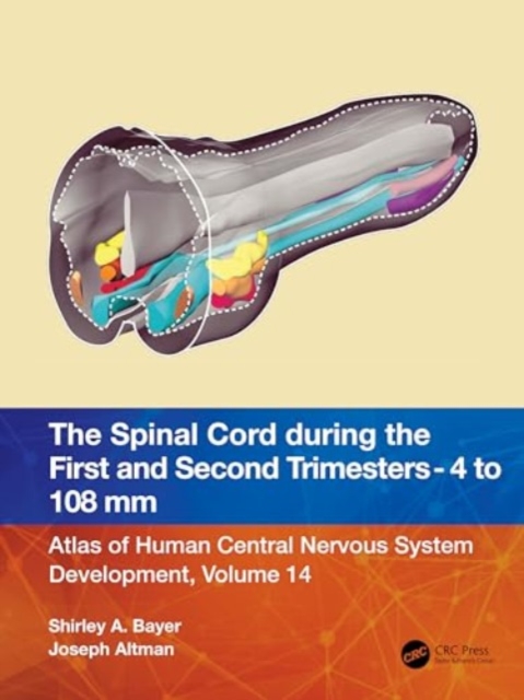The Spinal Cord during the First and Early Second Trimesters 4- to 108-mm Crown-Rump Lengths : Atlas of Central Nervous System Development, Volume 14, Paperback / softback Book