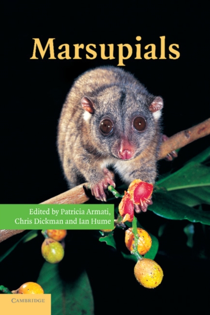 Marsupials, Paperback / softback Book