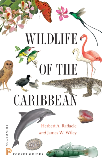 Wildlife of the Caribbean, PDF eBook