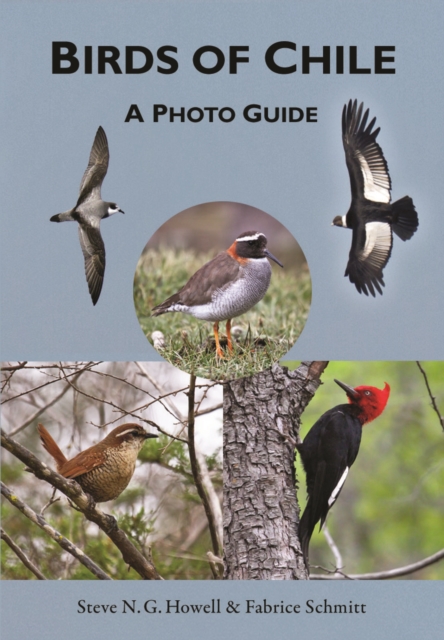 Birds of Chile : A Photo Guide, PDF eBook