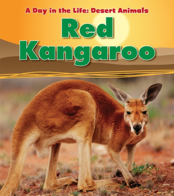 Red Kangaroo, Paperback / softback Book