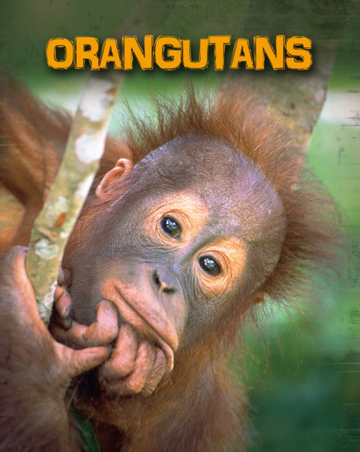 Orangutans, Paperback / softback Book