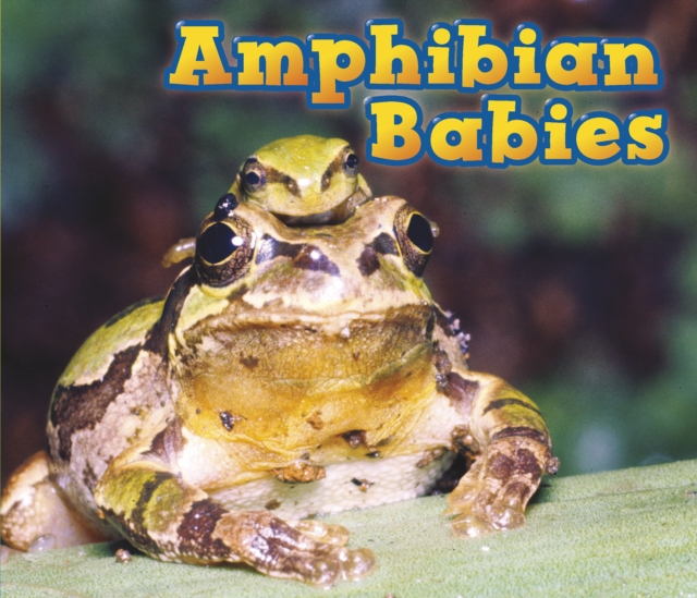 Amphibian Babies, Hardback Book