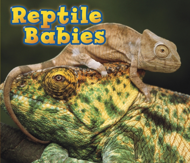 Reptile Babies, Hardback Book
