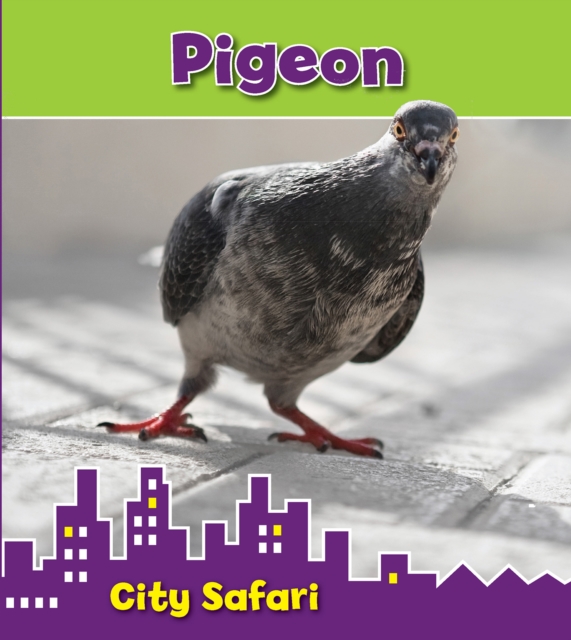 Pigeon : City Safari, Paperback / softback Book