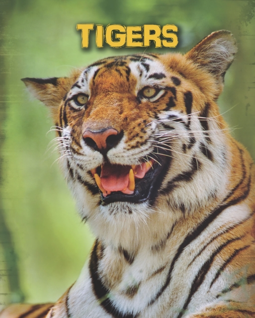 Tigers, Hardback Book
