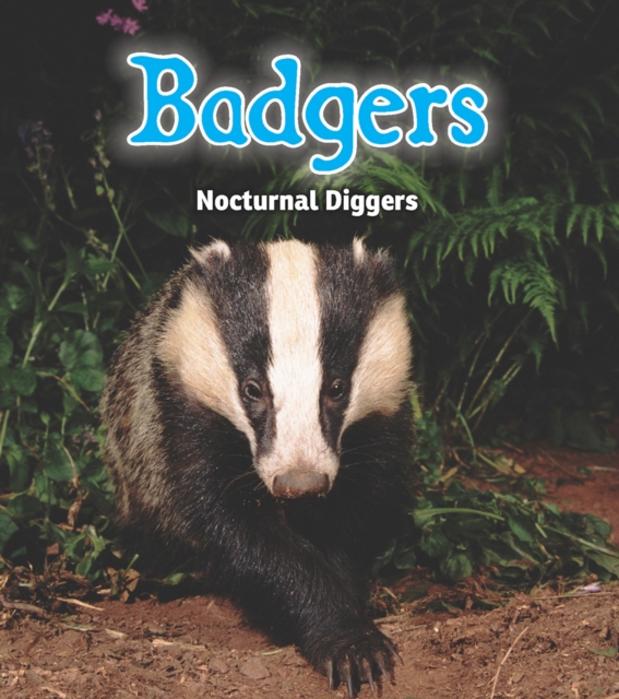 Badgers : Nocturnal Diggers, Paperback Book
