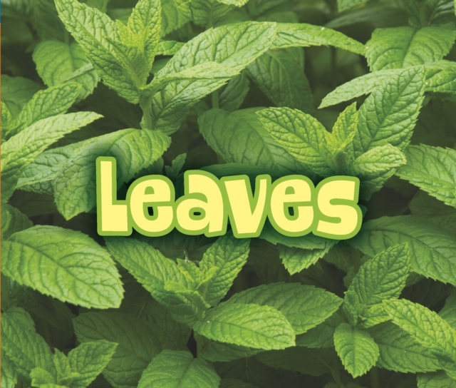 All About Leaves, Paperback / softback Book