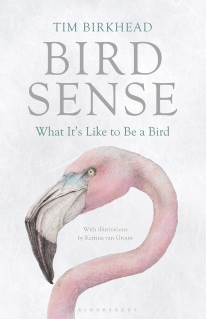 Bird Sense : What it's Like to be a Bird, Hardback Book