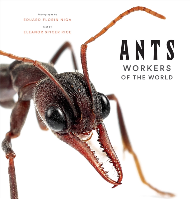 Ants: Workers of the World, Hardback Book