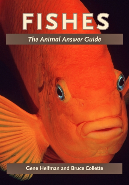 Fishes : The Animal Answer Guide, Paperback / softback Book