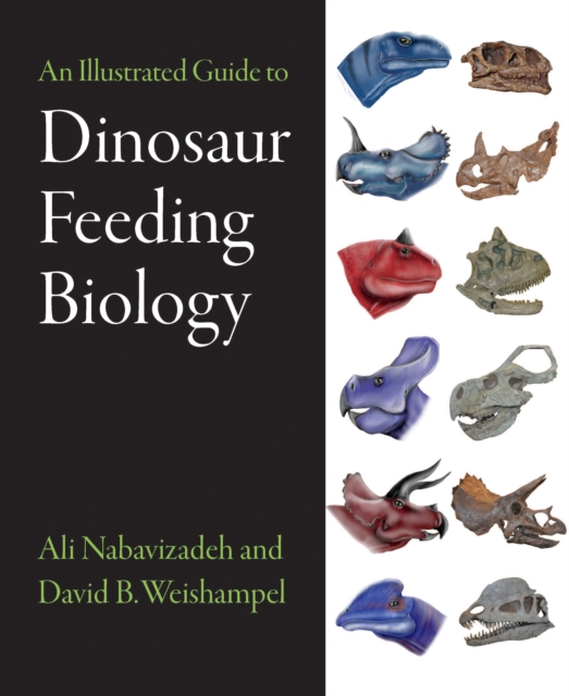 An Illustrated Guide to Dinosaur Feeding Biology, Hardback Book