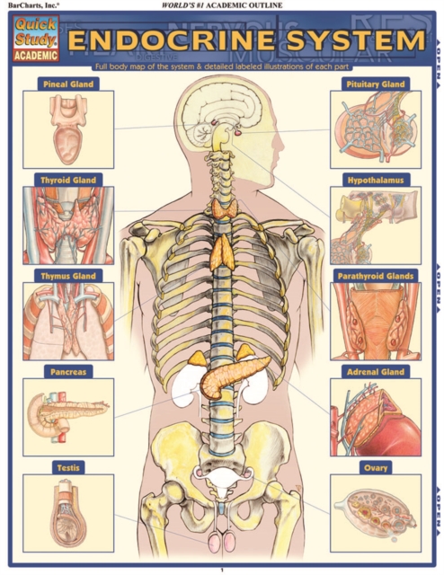 Endocrine System : QuickStudy Anatomy Reference Guide, PDF eBook