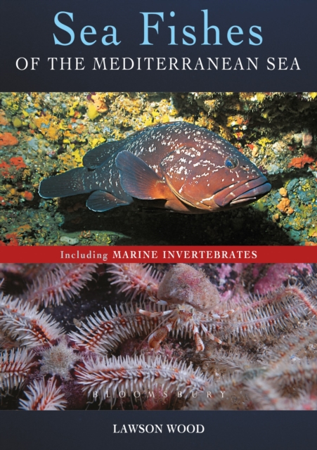 Sea Fishes Of The Mediterranean Including Marine Invertebrates, Paperback / softback Book