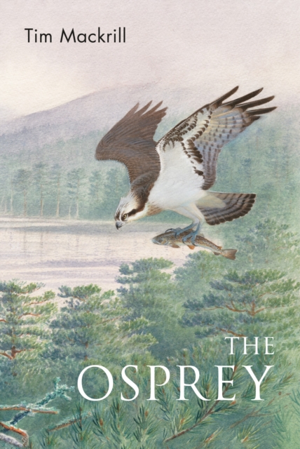 The Osprey, Paperback / softback Book