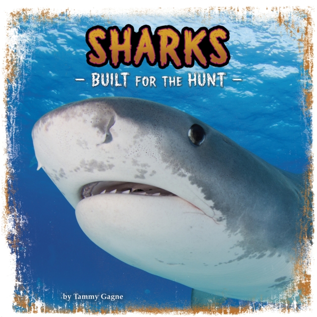 Sharks : Built for the Hunt, Paperback / softback Book