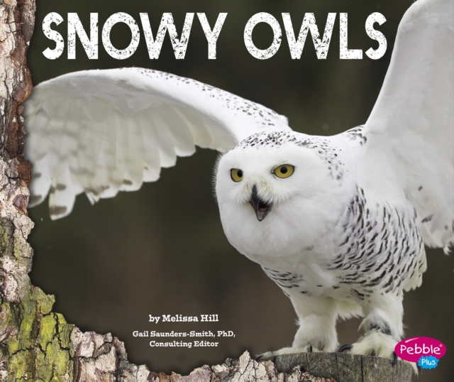 Snowy Owls, Hardback Book