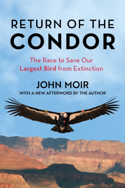 Return of the Condor : The Race to Save Our Largest Bird from Extinction, Paperback / softback Book