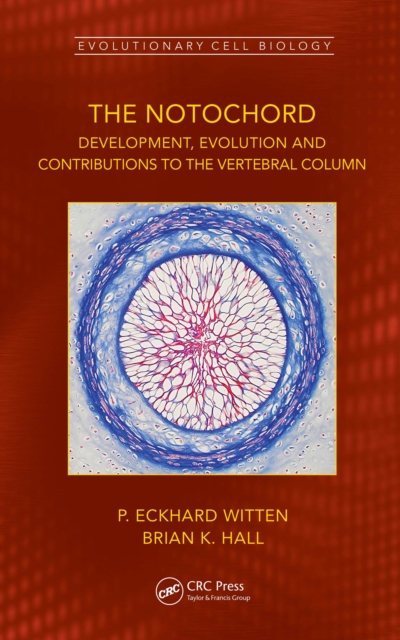 The Notochord : Development, Evolution and contributions to the vertebral column, PDF eBook