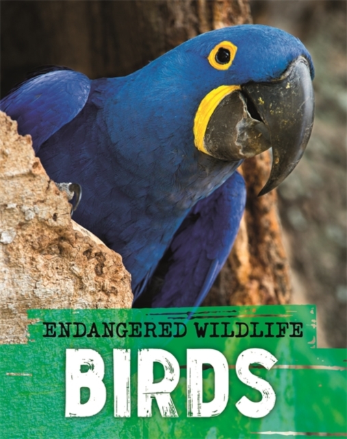 Endangered Wildlife: Rescuing Birds, Paperback / softback Book