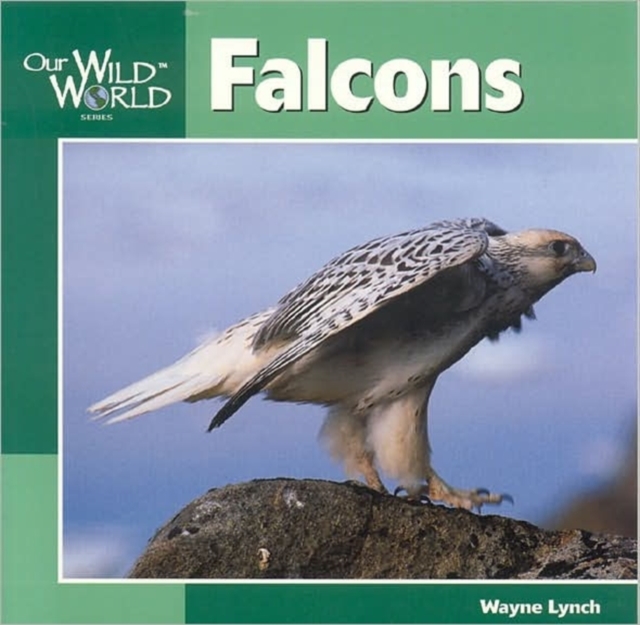 Falcons, Paperback / softback Book